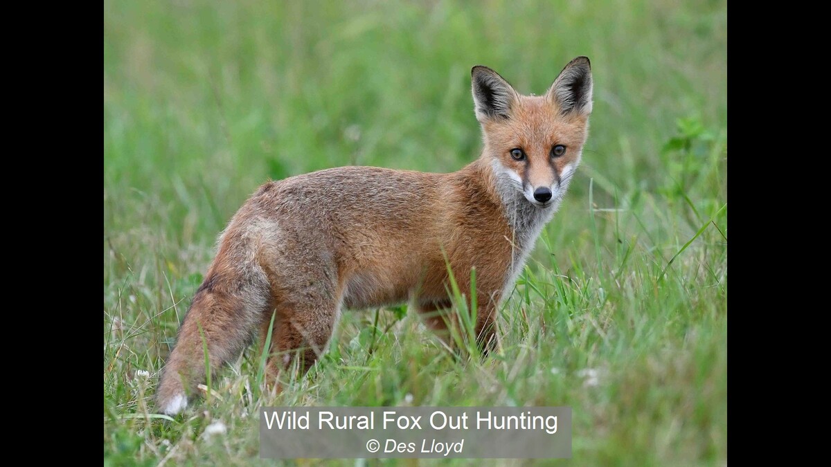 Wild Rural Fox Out Hunting